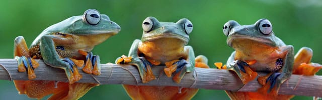 [Image: screaming-frog-3-grenouilles.jpg]